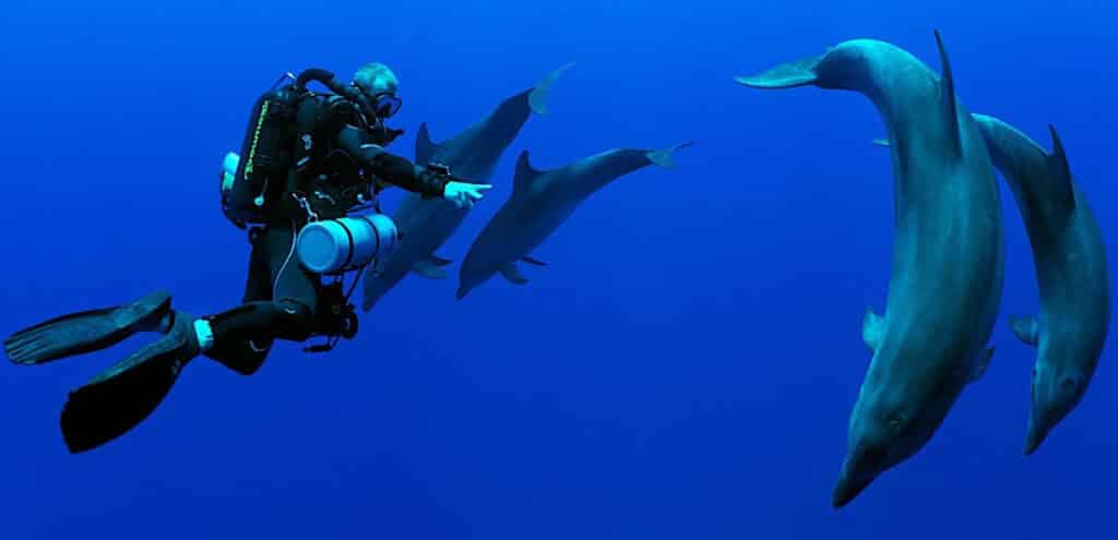 Diving with Dolphins.